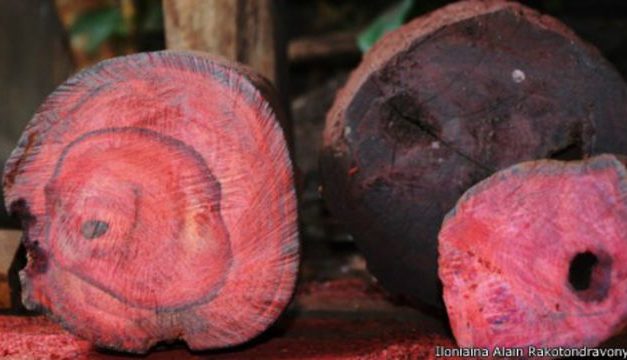 Madera de Palo de Rosa: El Tesoro de la Carpintería